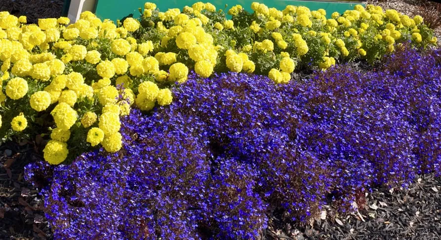 Trusted lawn care service in Fremont, CA - FS Commercial Landscape