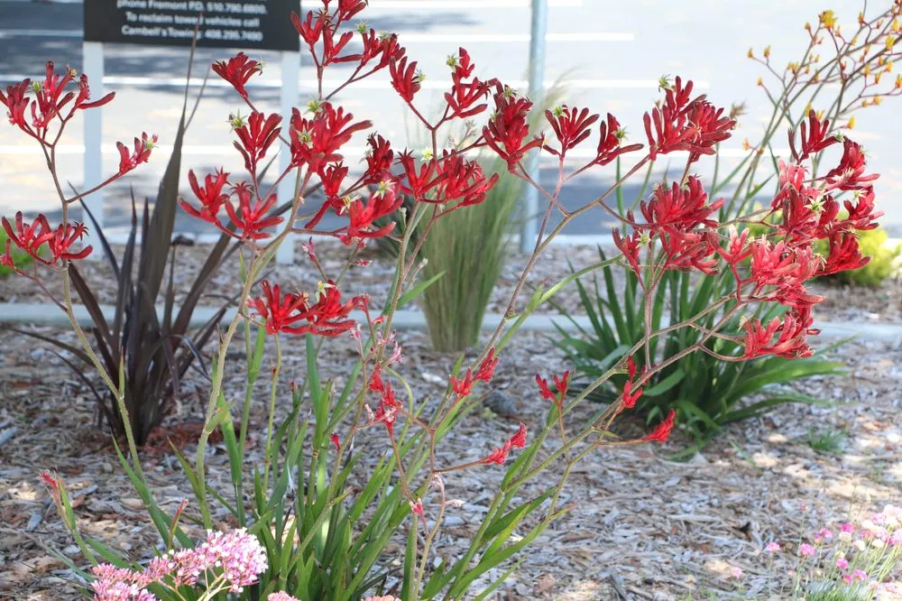 Trusted yard maintenance for outdoor upgrades in Riverside, CA by FS Commercial Landscape