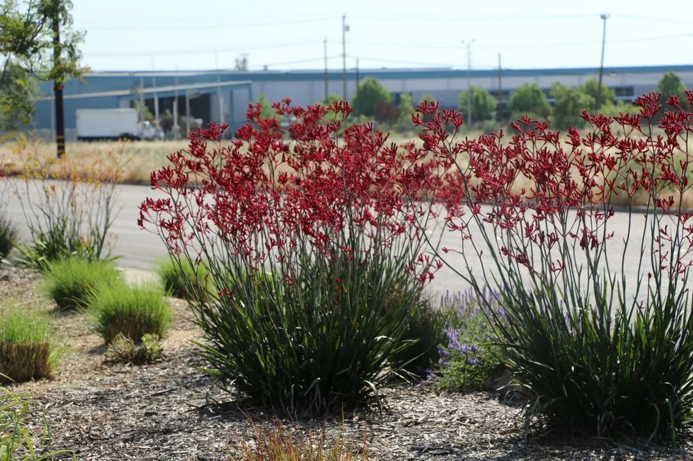 Local landscape design in Riverside, CA - FS Commercial Landscape