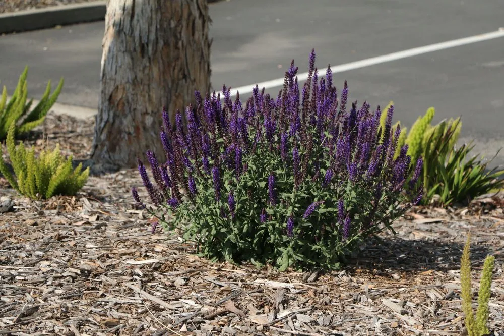 Professional landscape installation experts serving Riverside, CA - FS Commercial Landscape