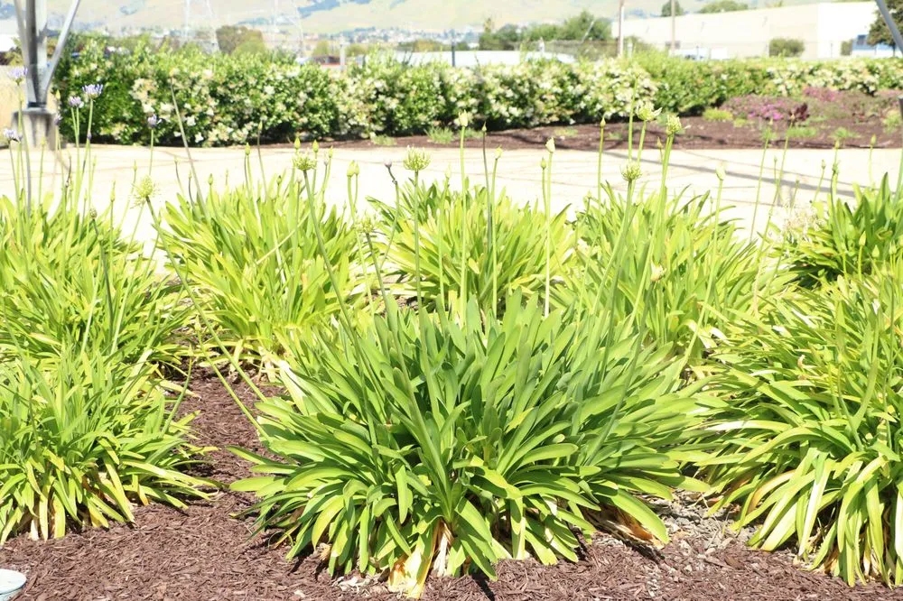 Trusted garden landscaping for homes in Riverside, CA by FS Commercial Landscape