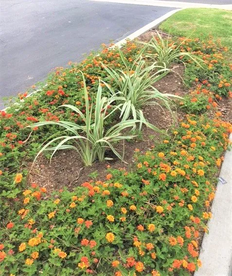 Local yard maintenance for beautiful yards in Riverside, CA by FS Commercial Landscape