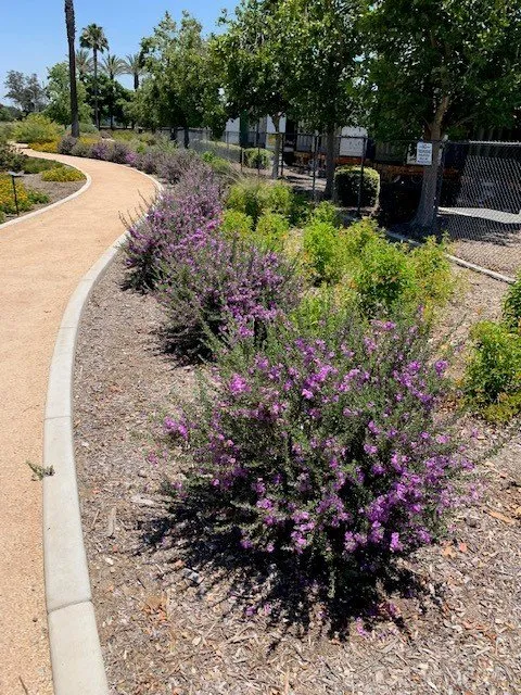 Top-rated yard maintenance for beautiful yards across Riverside, CA - FS Commercial Landscape
