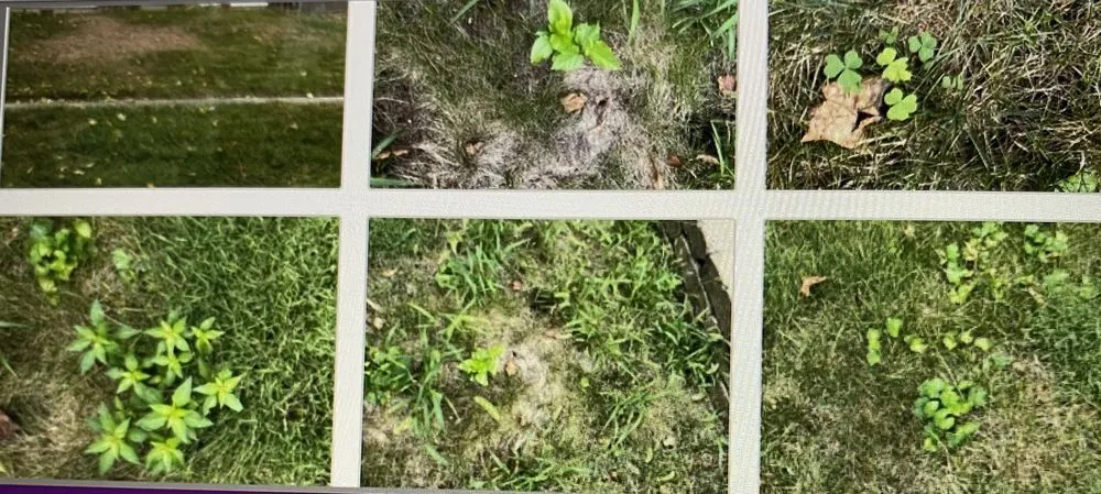 Affordable lawn mowing service with custom design in Bloomington, IL by FS Custom Turf