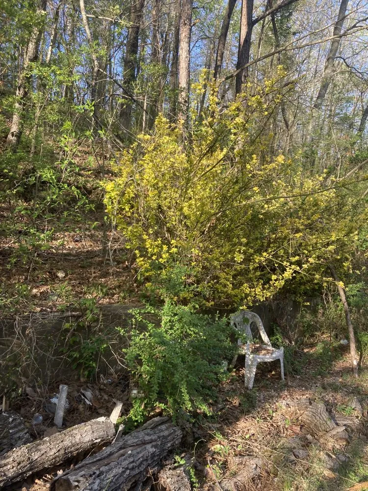 Reliable residential landscaping in Birmingham, AL - F&S Detail