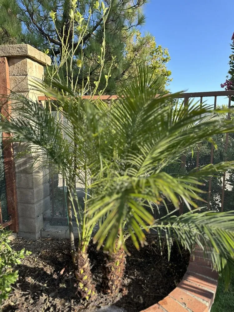 Trusted yard maintenance for residential properties across Los Angeles, CA - FS Landscaping & Gardening