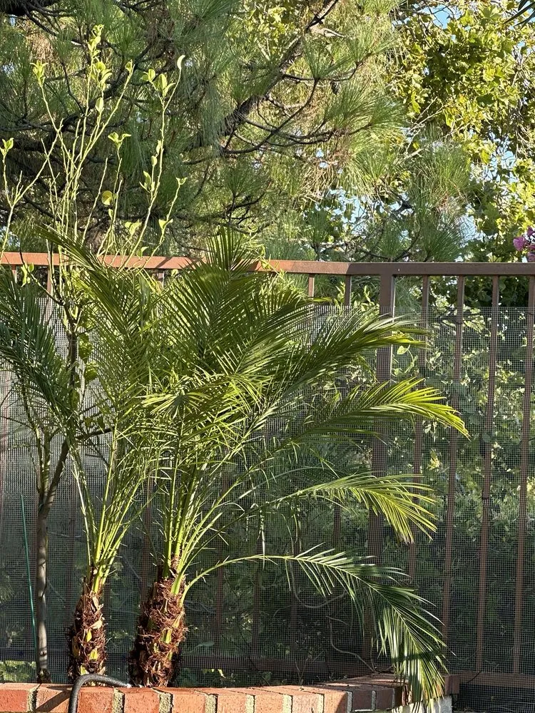 Reliable landscape installation in Los Angeles, CA by FS Landscaping & Gardening