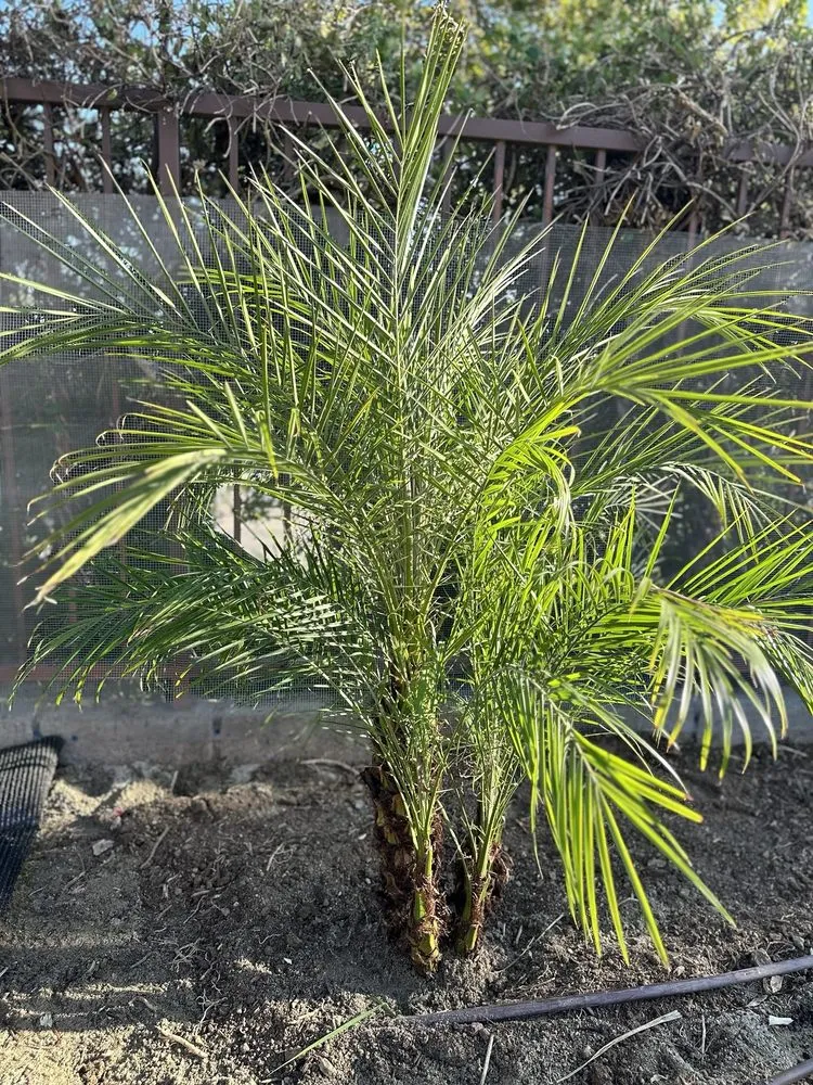 Top-rated yard maintenance in Los Angeles, CA by FS Landscaping & Gardening