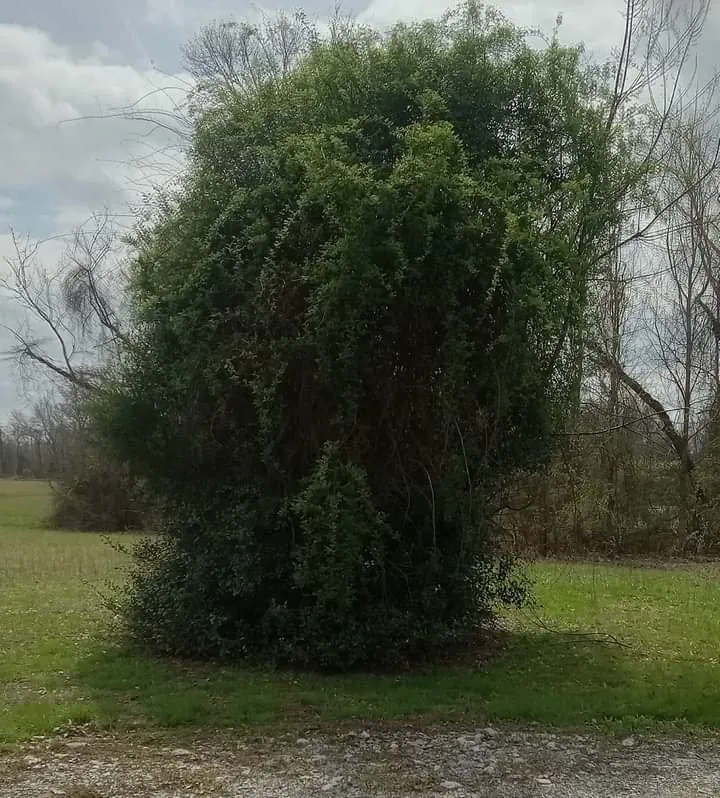 Reliable landscape installation near you in Evensville, TN by F&S Lawn Care