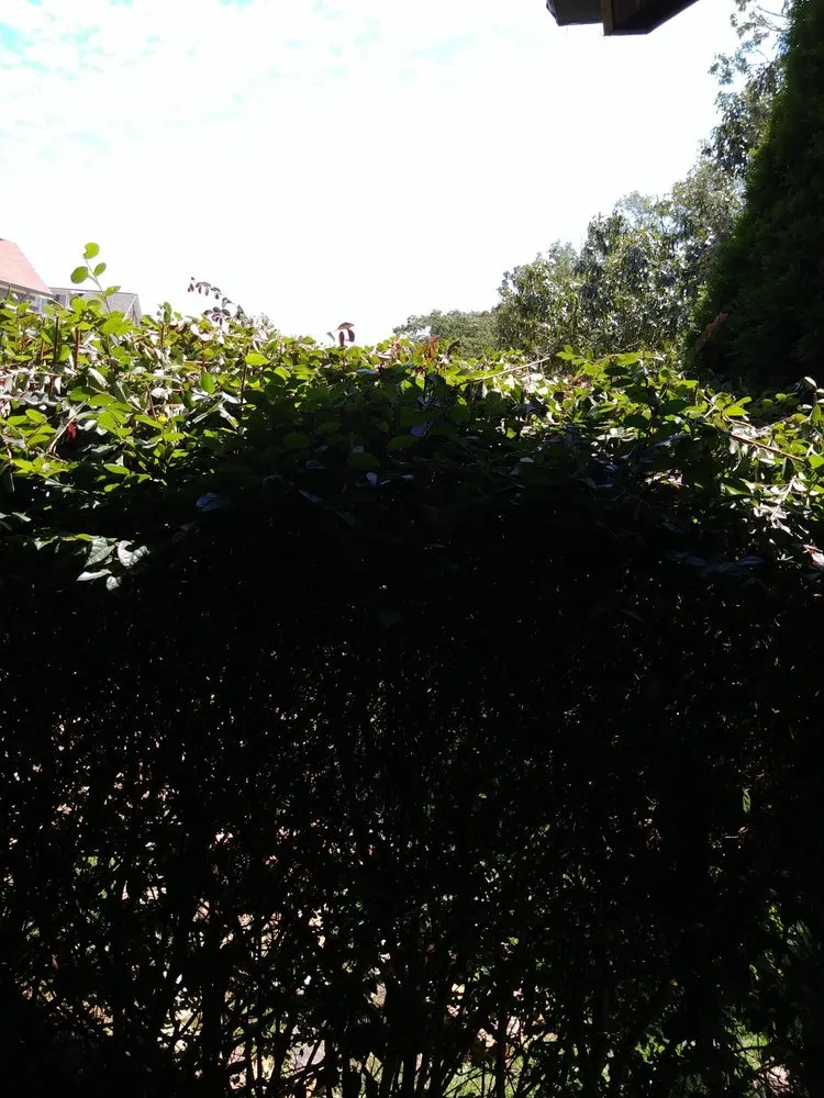 Affordable landscape design for residential properties in Jefferson, GA by F&S Lawncare