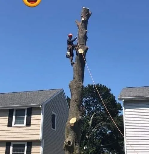 Custom lawn care service in Quincy, MA - Fts Tree Service