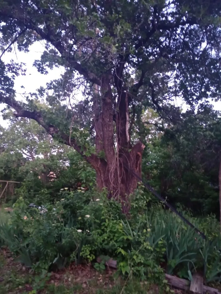 Custom lawn care service with custom design in Kennedale, TX by Fuel Great Lawn Care