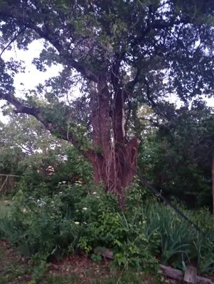 Fuel Great Lawn Care