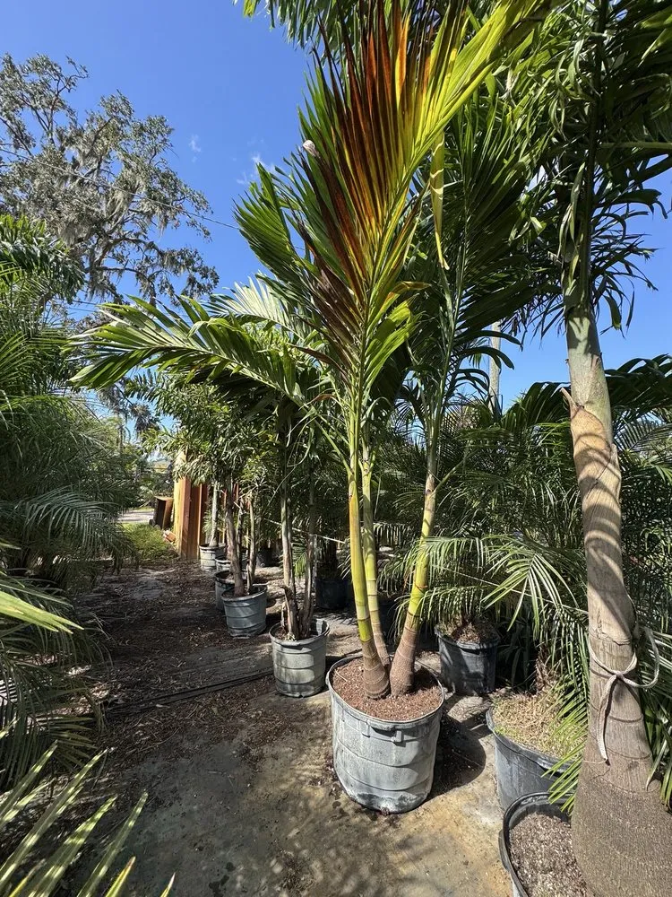 Top-rated lawn mowing service for homes across Riverview, FL - Fuenmayor Service