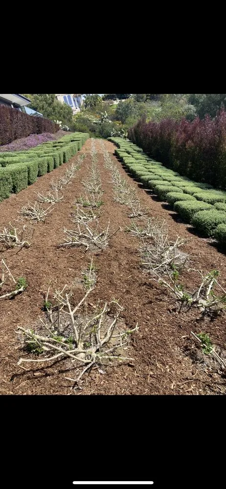 Affordable landscaping services in Oceanside, CA - Fuentes and Sons Landscaping