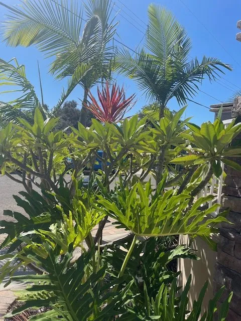 Affordable landscaping services in Oceanside, CA - Fuentes and Sons Landscaping