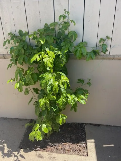 Trusted landscaping services experts serving Oceanside, CA - Fuentes and Sons Landscaping