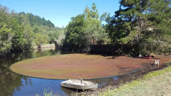 Top-rated lawn care service near you across Grass Valley, CA - Fuentes Lake & Pond