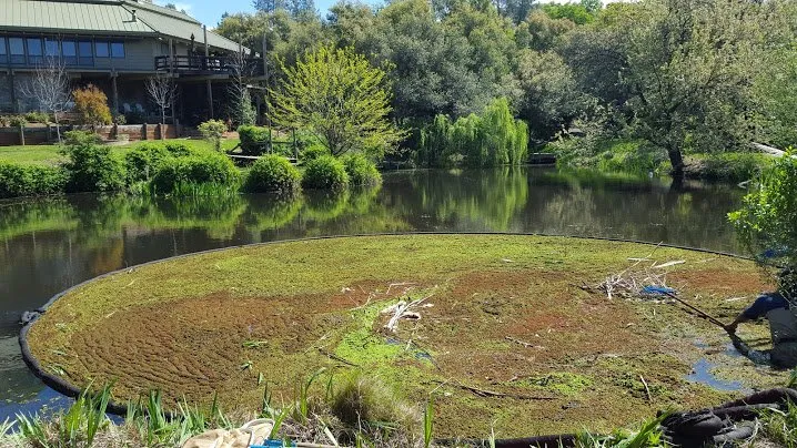 Reliable garden landscaping for residential properties in Grass Valley, CA by Fuentes Lake & Pond