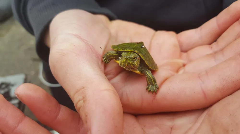 Professional landscape design in Grass Valley, CA - Fuentes Lake & Pond