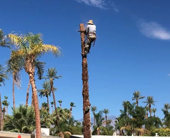 Custom yard maintenance for year-round maintenance across Cathedral City, CA - Fuentes Landcure