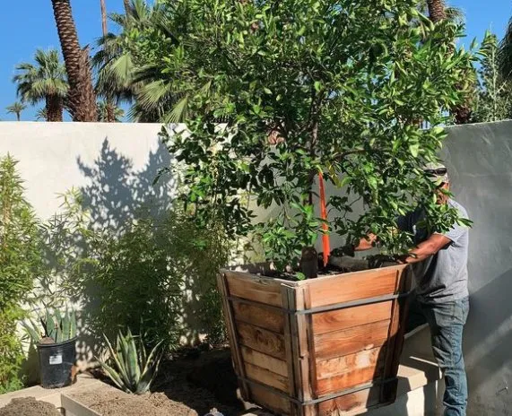 Reliable outdoor landscaping in Cathedral City, CA - Fuentes Landcure