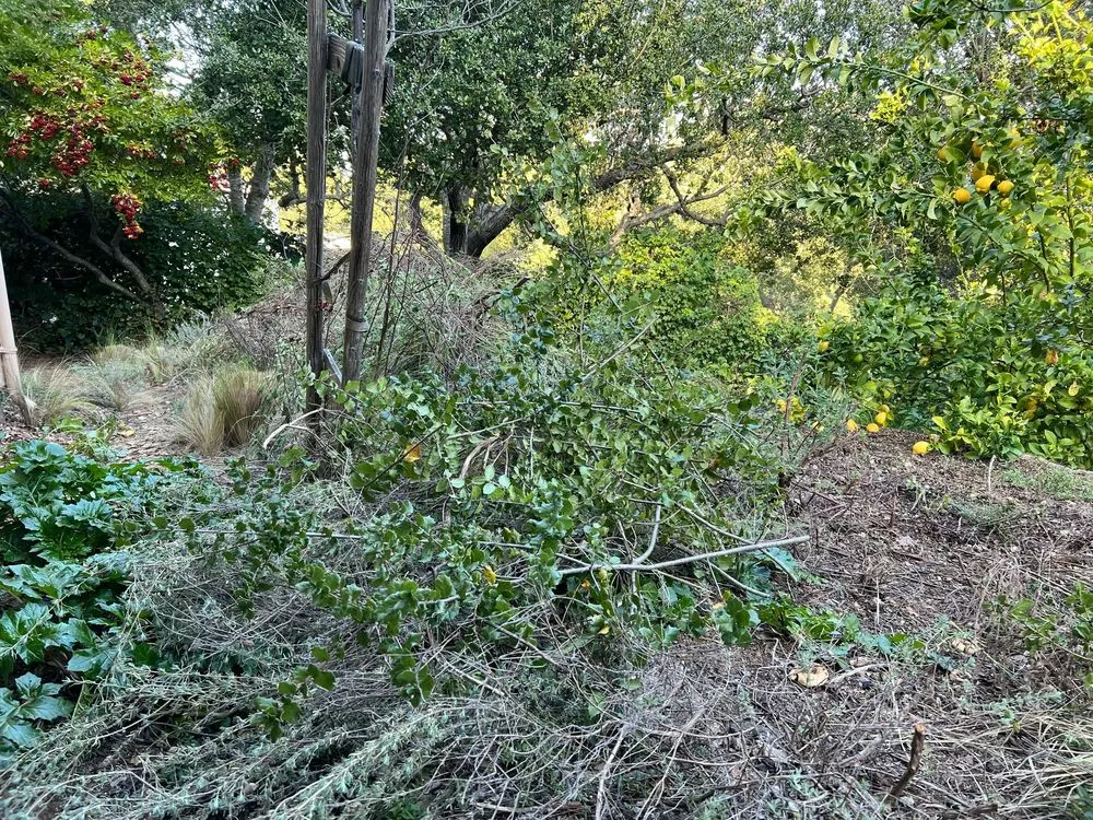 Trusted yard cleanup service for beautiful yards across Palo Alto, CA - Fuentes Landscape