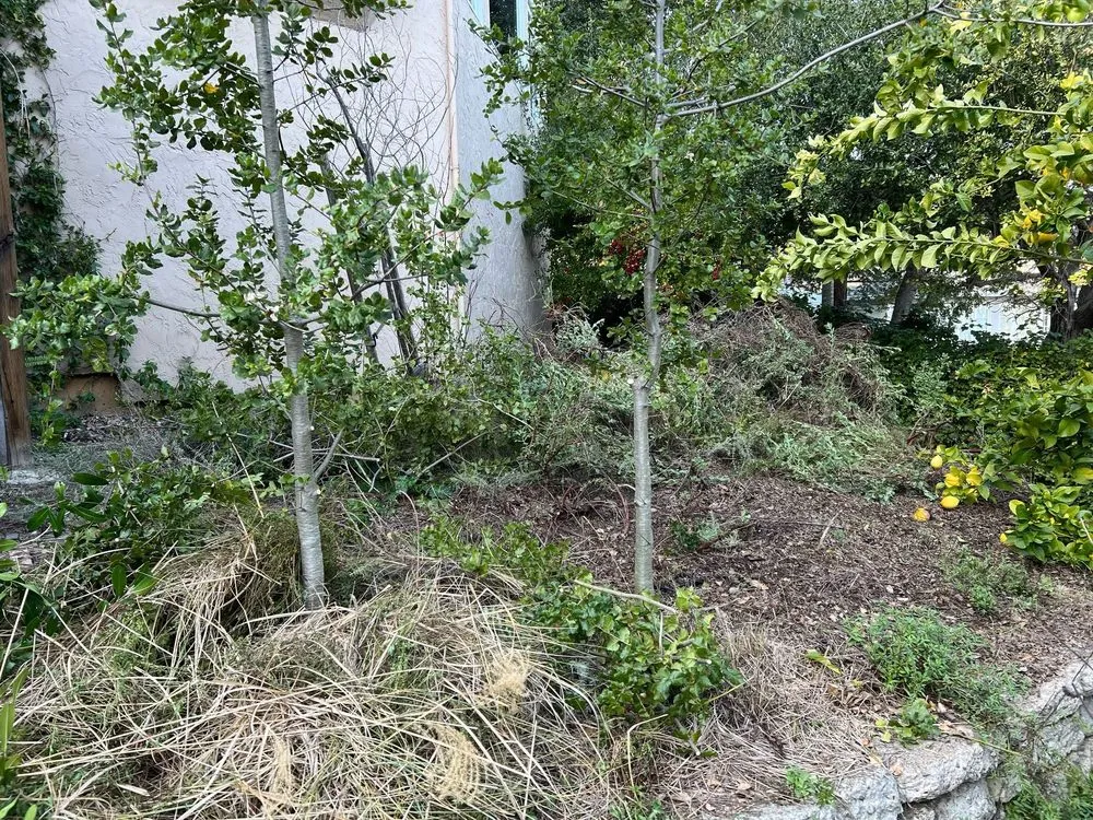 Custom landscape installation in Palo Alto, CA - Fuentes Landscape