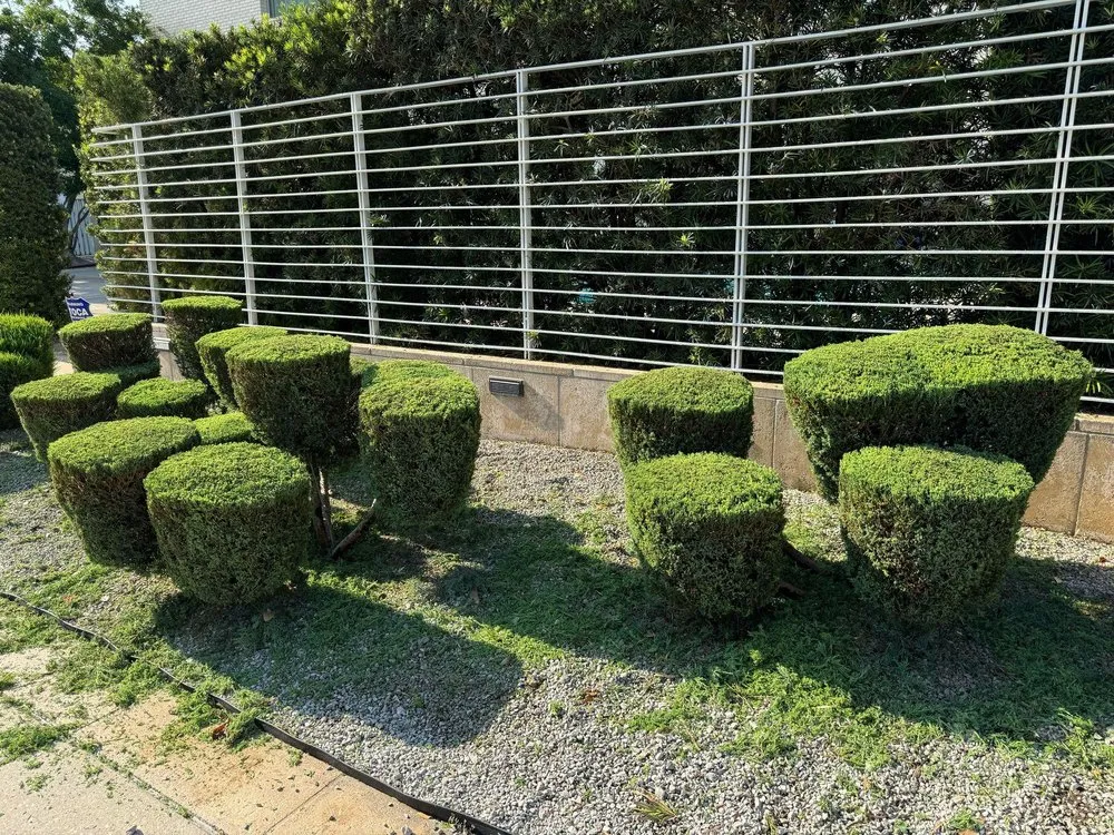 Expert yard cleanup service experts serving Terrytown, LA - Fuentes Landscape