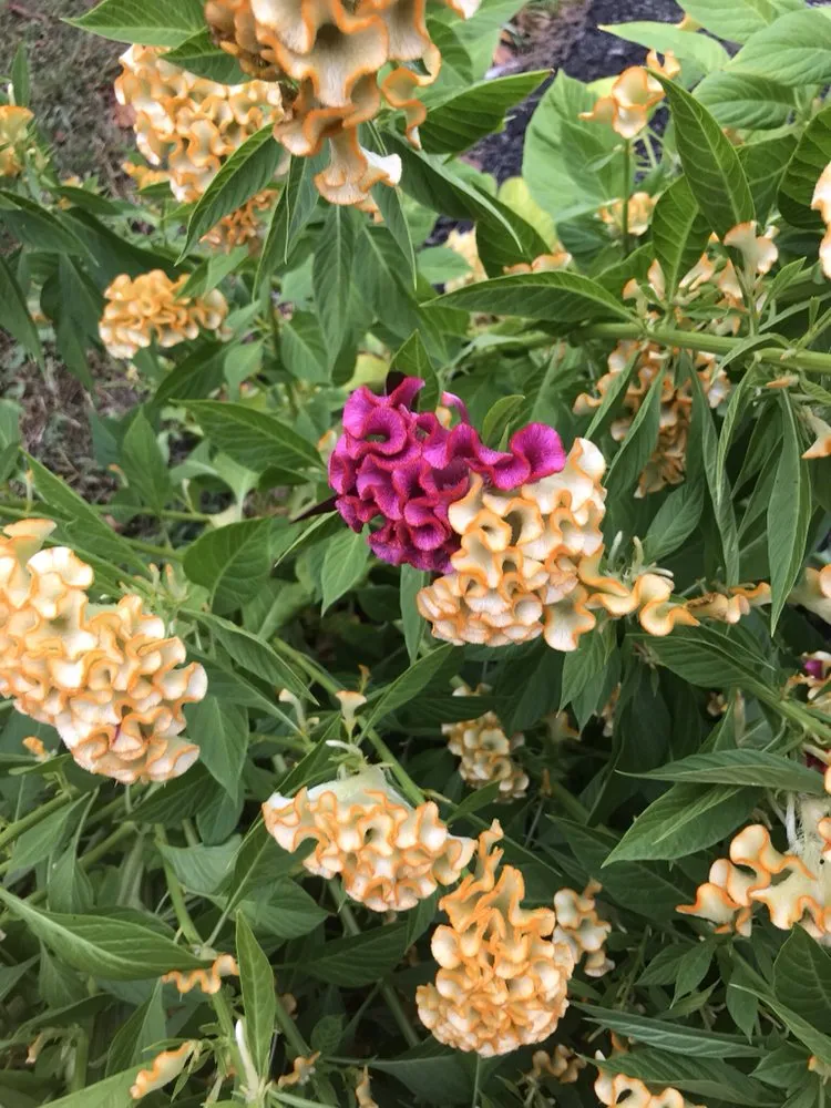 Trusted yard maintenance in Chadds Ford, PA by Fuentes Landscaping & Maintenance