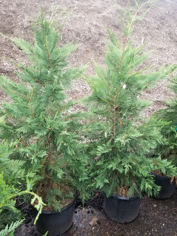 Custom landscape design with custom design across Deer Park, NY - Fuentes Landscaping