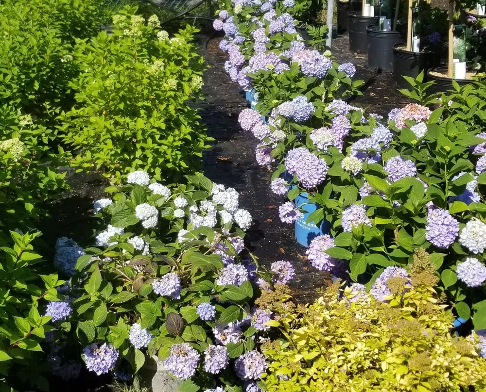 Expert landscaping services for year-round maintenance across Deer Park, NY - Fuentes Landscaping