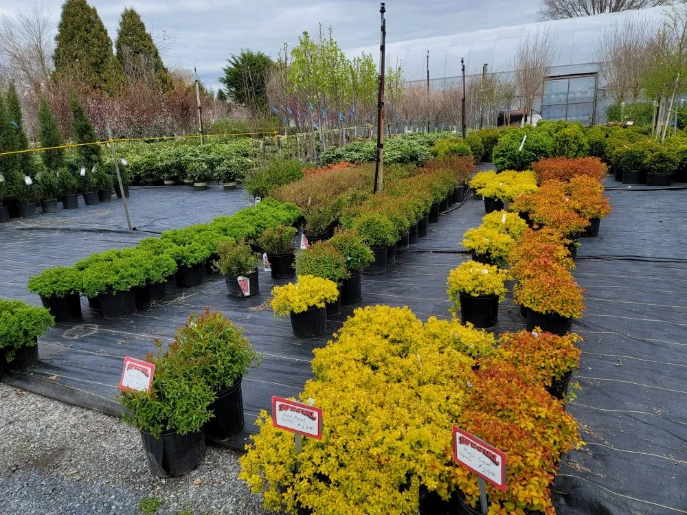 Affordable yard cleanup service for residential properties in Deer Park, NY by Fuentes Landscaping