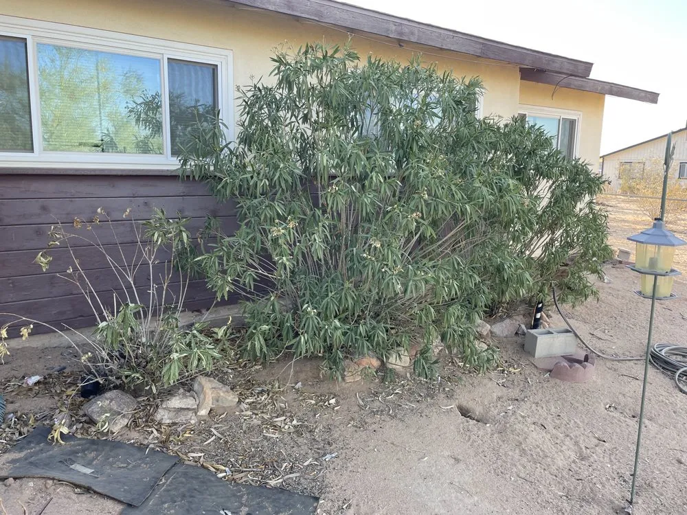 Reliable lawn care service experts serving Joshua Tree, CA - Fuentes Landscaping