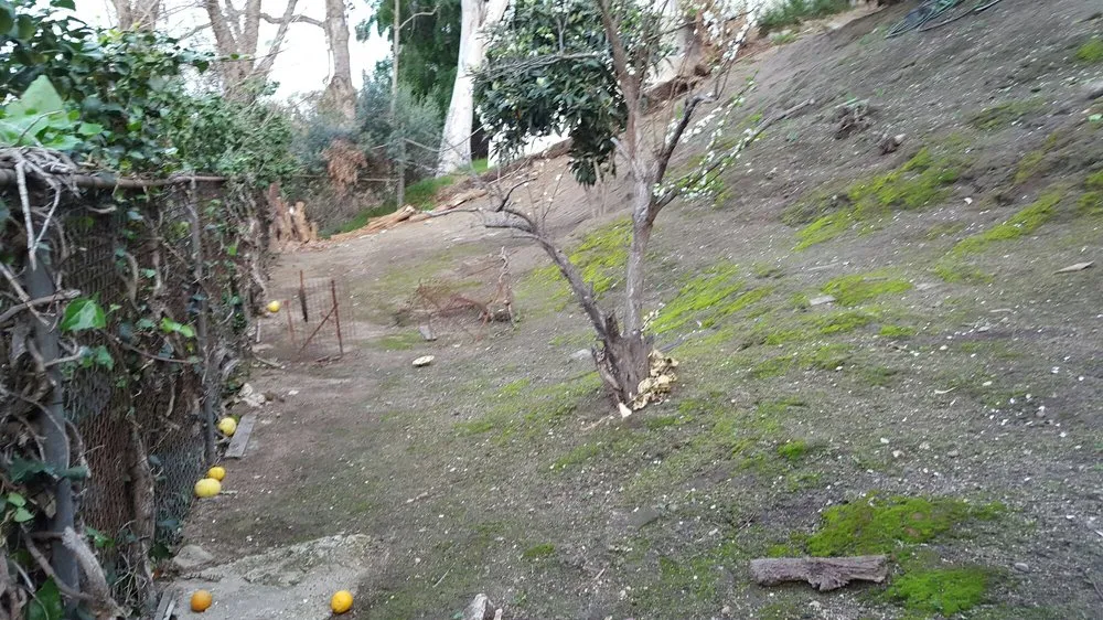 Custom lawn mowing service in Pasadena, CA - Fuentes Landscaping Services