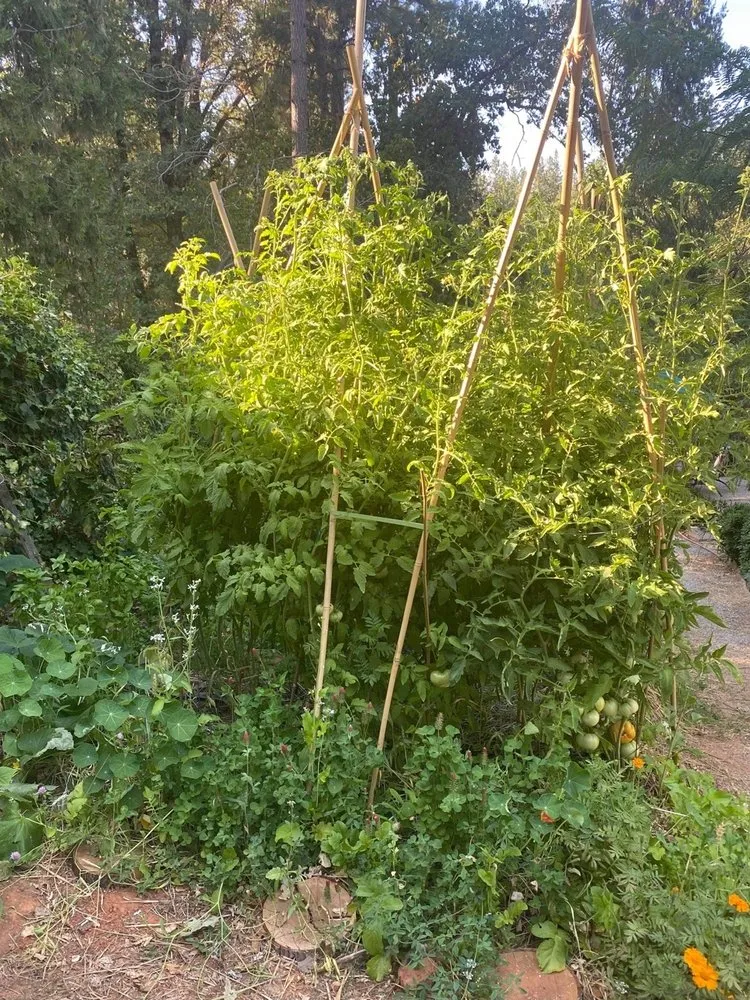 Professional landscape design for homes in Arcata, CA by Full Circle Garden Solutions