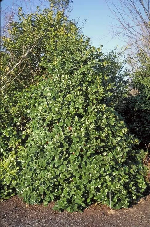 Custom lawn care service for beautiful yards across Granite Falls, NC - Full Circle Landscape and Design