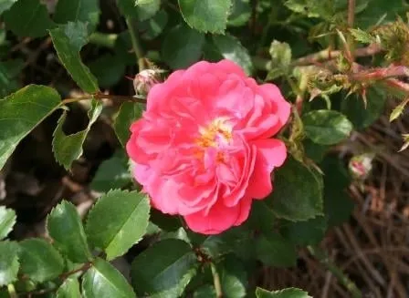 Professional landscaping services for outdoor upgrades across Granite Falls, NC - Full Circle Landscape and Design