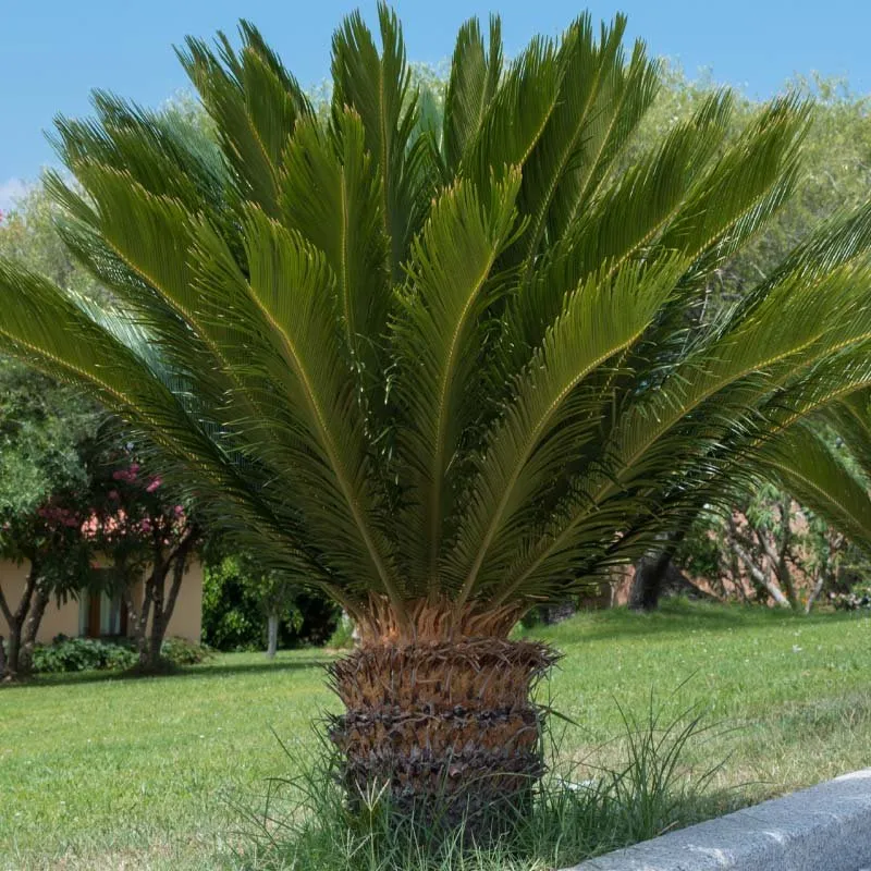 Top-rated residential landscaping in Plantersville, TX by Full circle landscaping