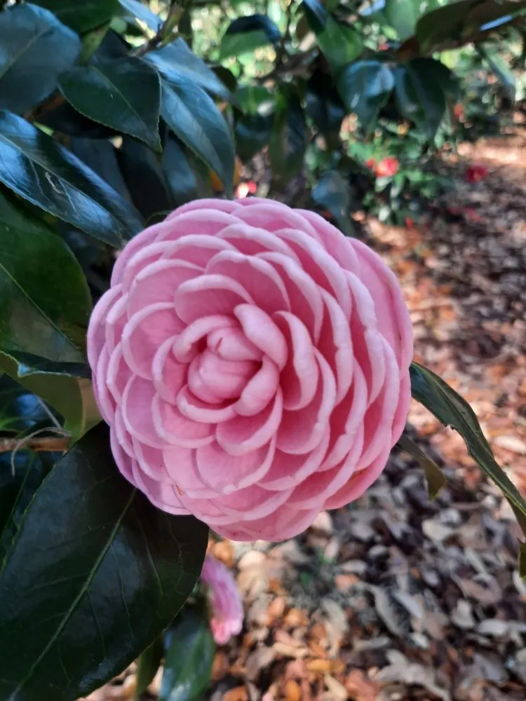 Professional lawn care service in Boynton Beach, FL by Full Circle Lawn & Landscape