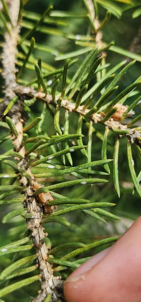 Local lawn mowing service in Litchfield, MN by Full Circle Lawn & Tree