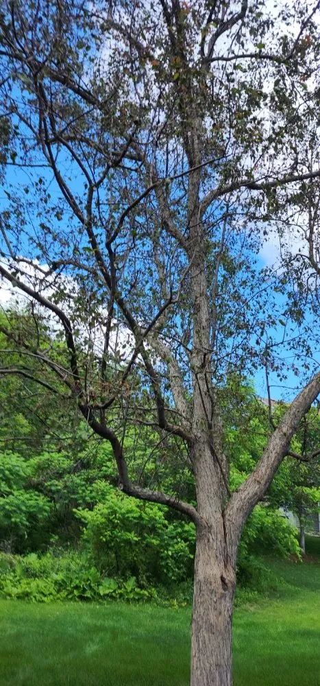 Reliable landscaping services near you in Litchfield, MN by Full Circle Lawn & Tree