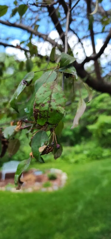 Local landscape installation for beautiful yards across Litchfield, MN - Full Circle Lawn & Tree