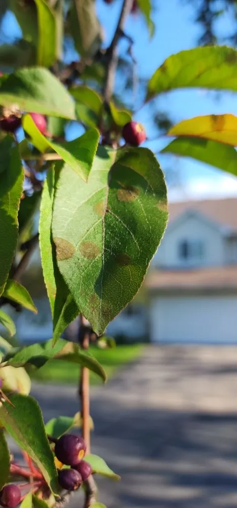 Professional yard cleanup service in Litchfield, MN - Full Circle Lawn & Tree