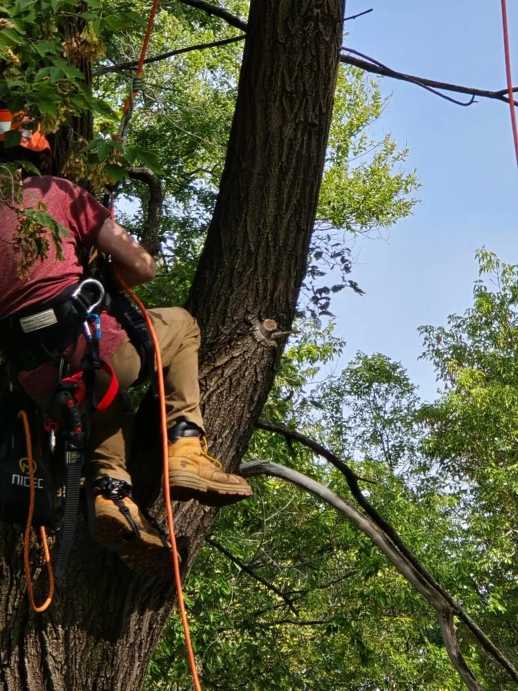 Trusted yard maintenance for beautiful yards in Litchfield, MN by Full Circle Lawn & Tree