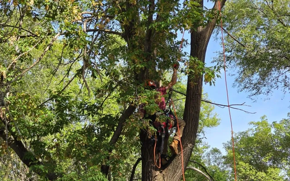 Trusted yard cleanup service experts serving Litchfield, MN - Full Circle Lawn & Tree