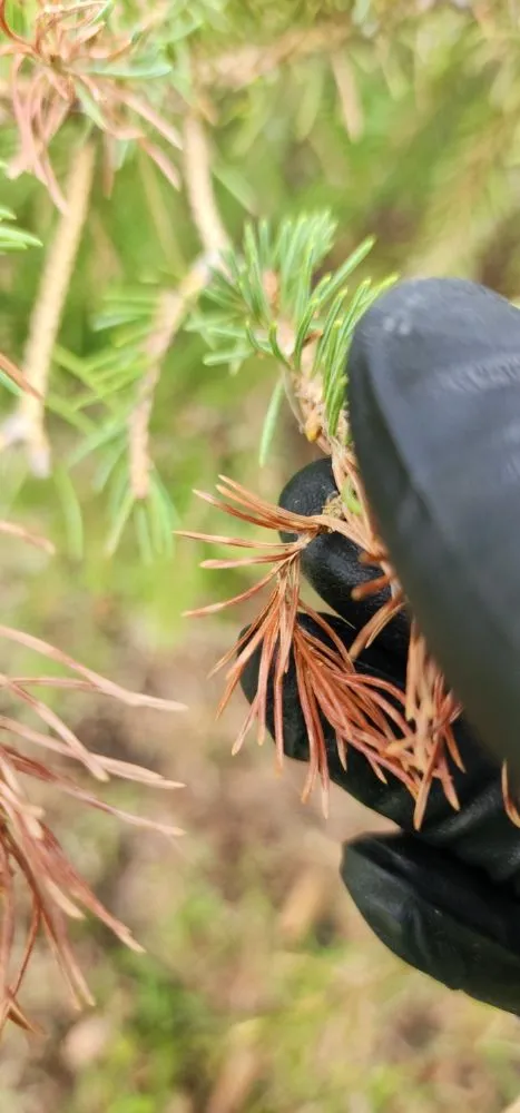 Local outdoor landscaping in Litchfield, MN by Full Circle Lawn & Tree