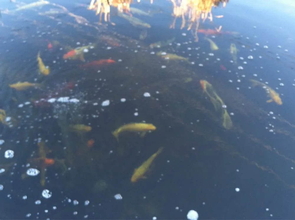 Professional residential landscaping experts serving Albuquerque, NM - Full Circle Solutions Inc