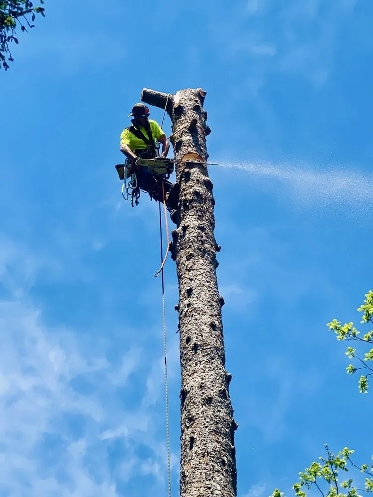 Trusted garden landscaping in Mount Airy, NC by Full Circle Tree Pro