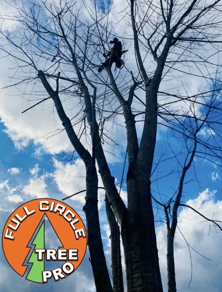 Professional lawn mowing service in Mount Airy, NC - Full Circle Tree Pro